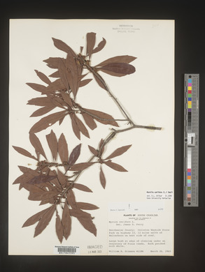 Myrica cerifera image