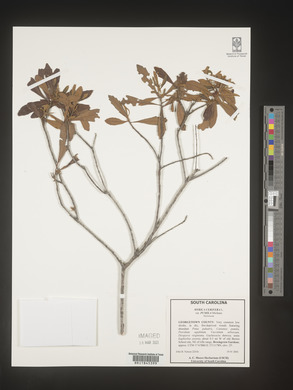 Myrica cerifera image