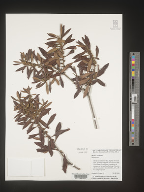 Myrica cerifera image