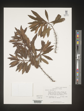 Myrica cerifera image