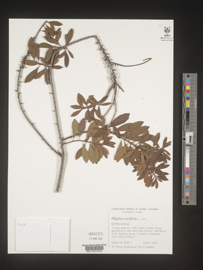 Myrica cerifera image