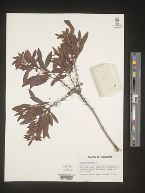 Myrica cerifera image