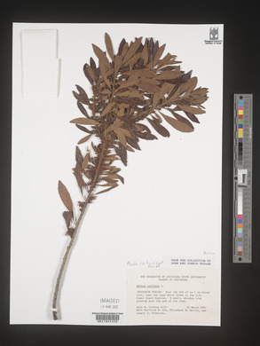 Myrica cerifera image