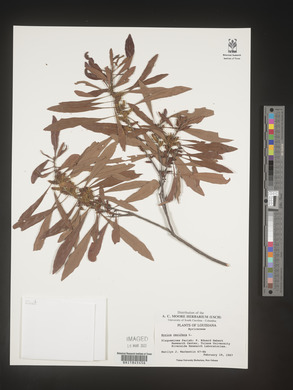 Myrica cerifera image