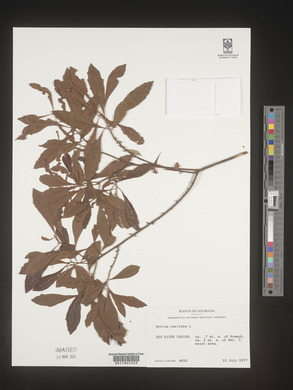 Myrica cerifera image