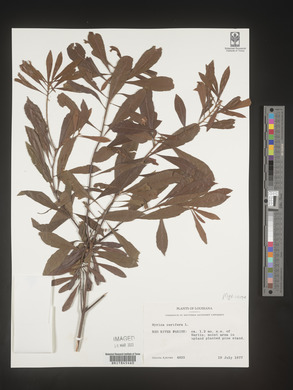 Myrica cerifera image