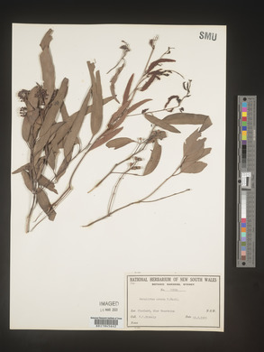 Eucalyptus crebra image