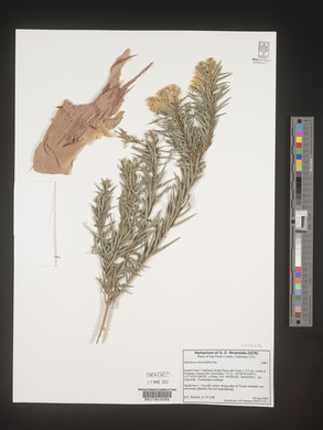 Melaleuca linariifolia image