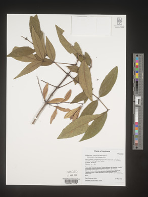 Fraxinus caroliniana image