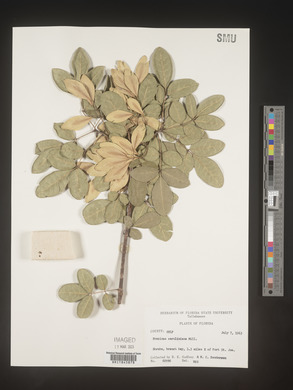 Fraxinus caroliniana image