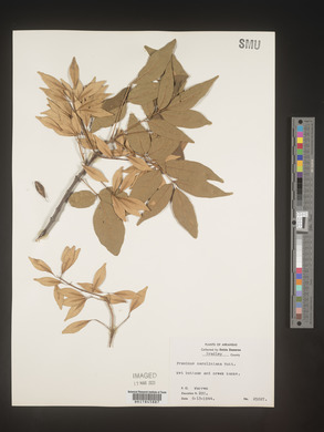 Fraxinus caroliniana image