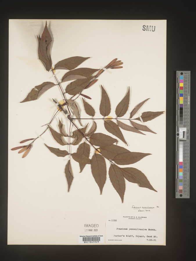 Fraxinus biltmoreana image