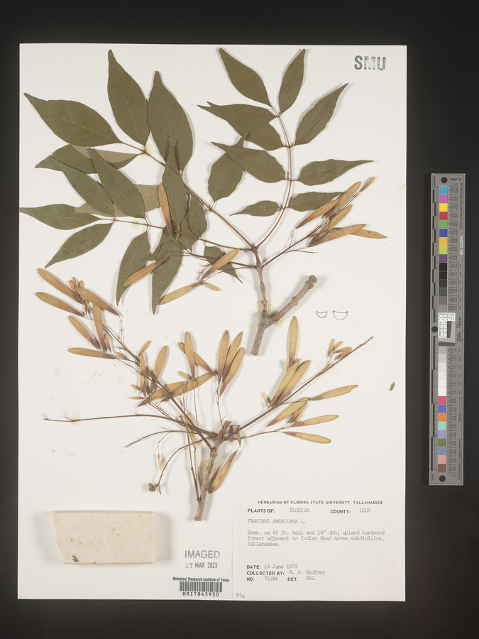 Fraxinus biltmoreana image