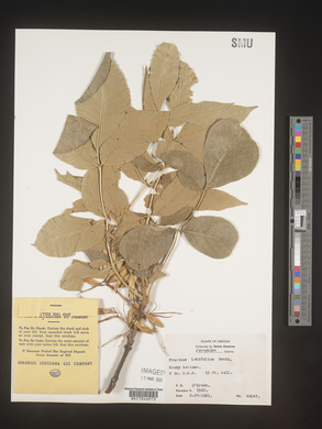 Fraxinus latifolia image