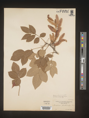 Fraxinus caroliniana image