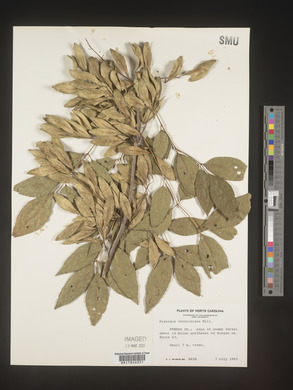 Fraxinus caroliniana image