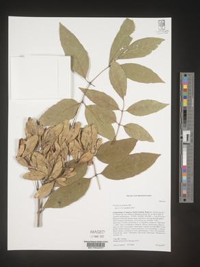 Fraxinus caroliniana image