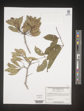 Fraxinus caroliniana image