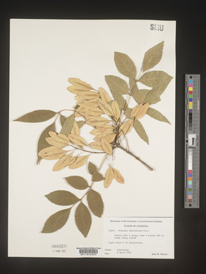 Fraxinus caroliniana image