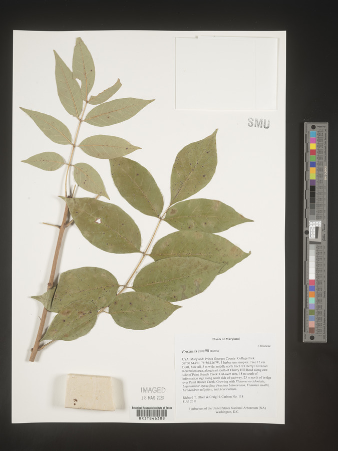 Fraxinus smallii image