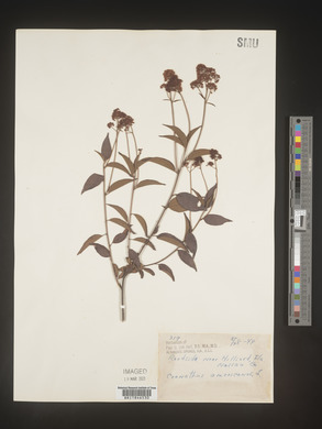 Image Associated With the Occurence