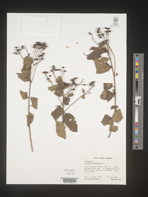 Image Associated With the Occurence