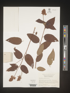 Image Associated With the Occurence