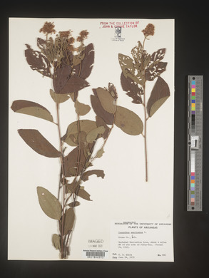 Image Associated With the Occurence
