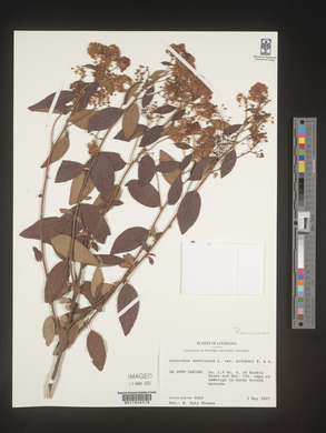 Image Associated With the Occurence