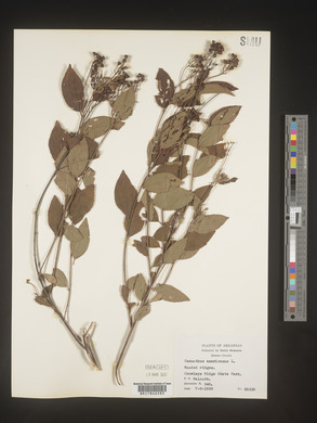 Image Associated With the Occurence