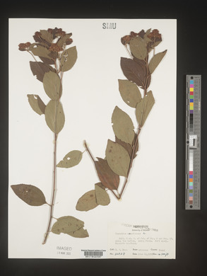 Image Associated With the Occurence