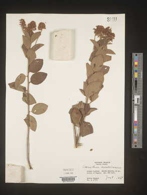 Image Associated With the Occurence