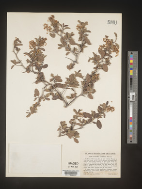 Image Associated With the Occurence