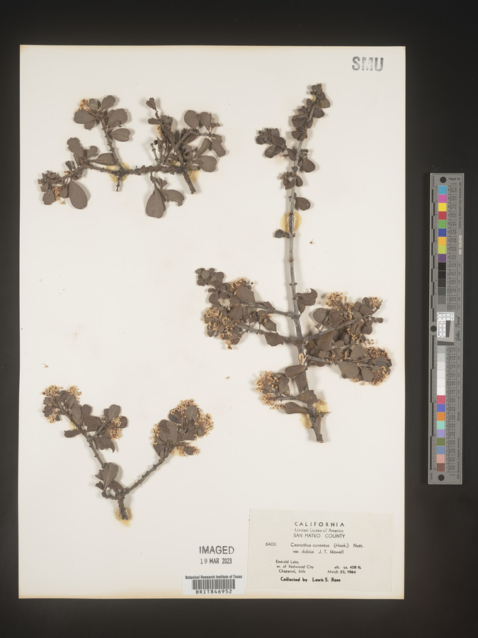 Ceanothus cuneatus var. dubius image