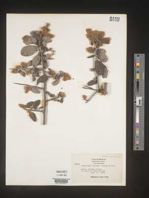 Image Associated With the Occurence