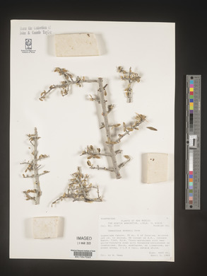 Image Associated With the Occurence