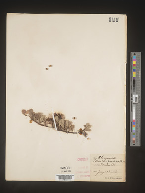 Image Associated With the Occurence
