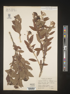 Image Associated With the Occurence