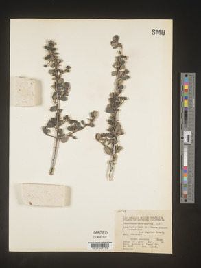 Image Associated With the Occurence