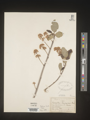 Image Associated With the Occurence