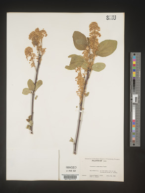 Image Associated With the Occurence
