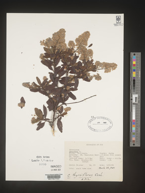 Image Associated With the Occurence