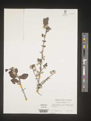 Image Associated With the Occurence