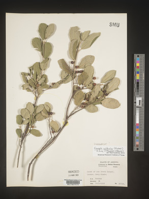 Frangula californica subsp. californica image