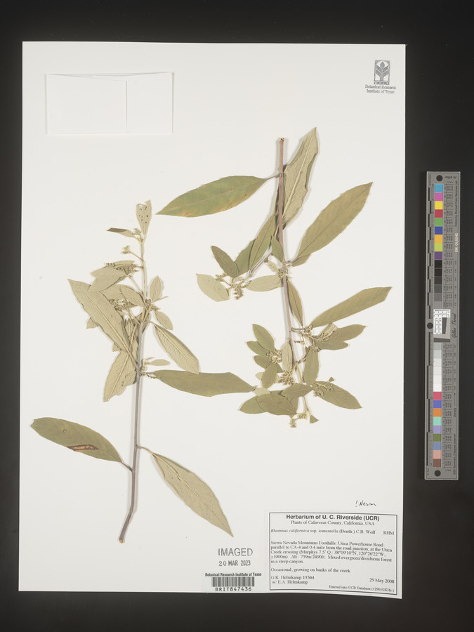 Rhamnus tomentella image