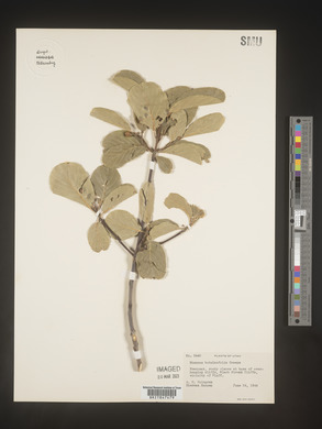 Rhamnus betulaefolia image