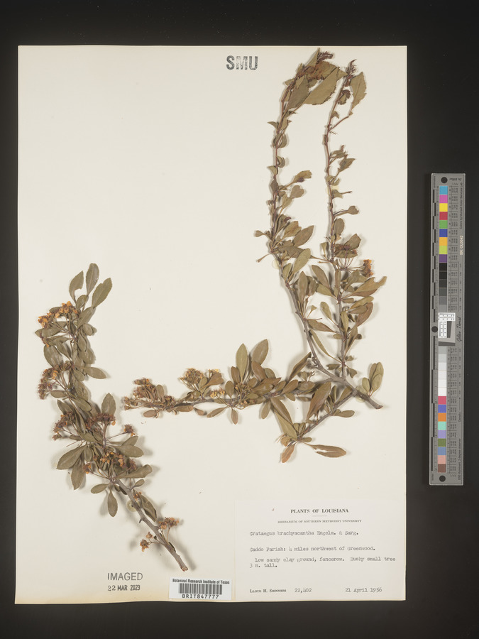 Crataegus brachyacantha image