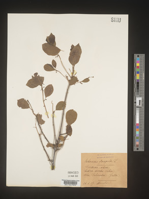 Image Associated With the Occurence