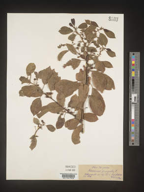 Image Associated With the Occurence