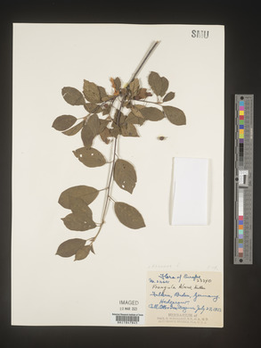 Image Associated With the Occurence